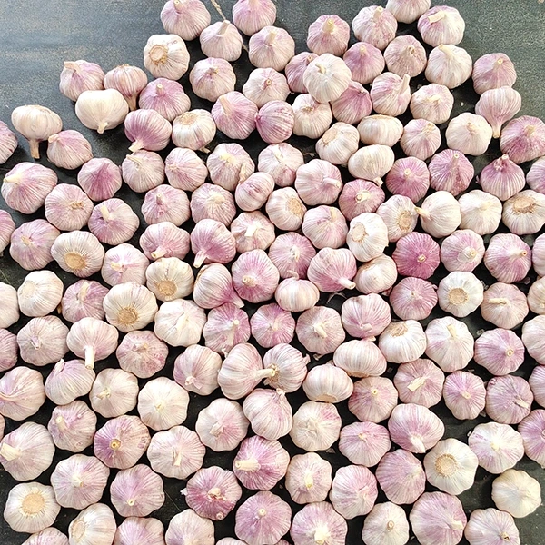Huaang Food Processing Mengumumkan Perluasan Rantai Pasokan Bawang Putih Segar
