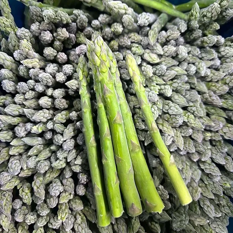 Asparagus Hijau Beku Pilihan untuk Layanan Makanan dan Pasokan Bahan yang Konsisten