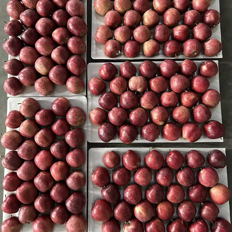 Apel Bintang Merah Terang