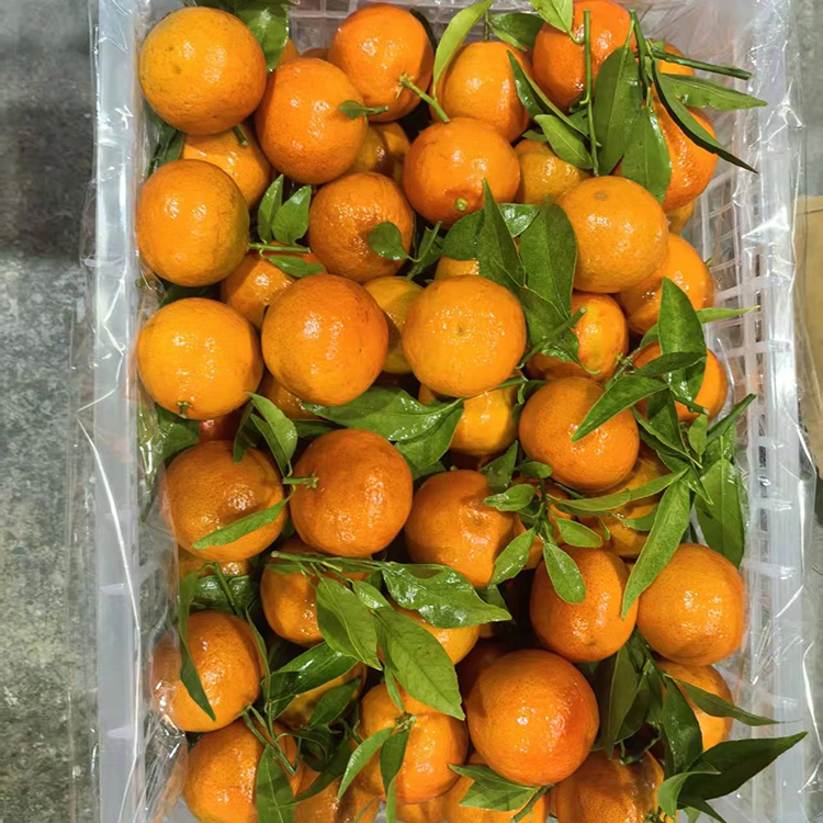 Mandarin Mashui segar