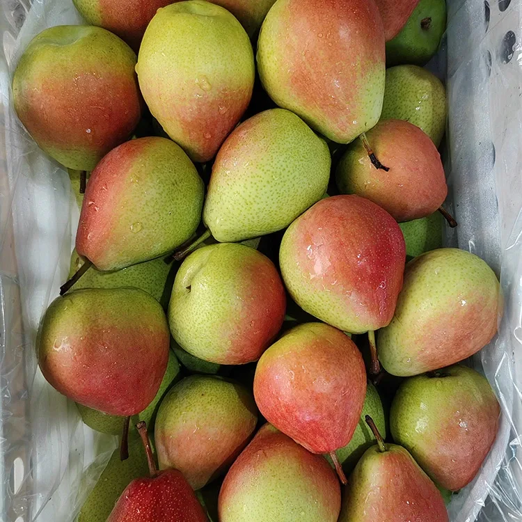 Pir Merah Juli Merah Mengkilap Pilihan Tangan Premium yang Menarik