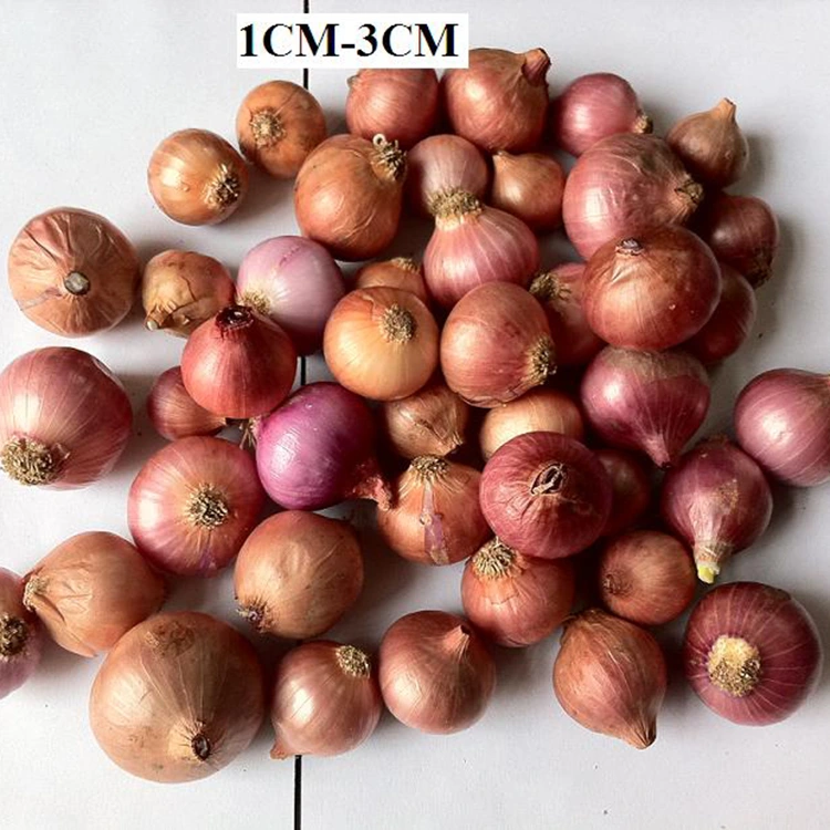 Bawang Mutiara Kecil Segar Pilihan