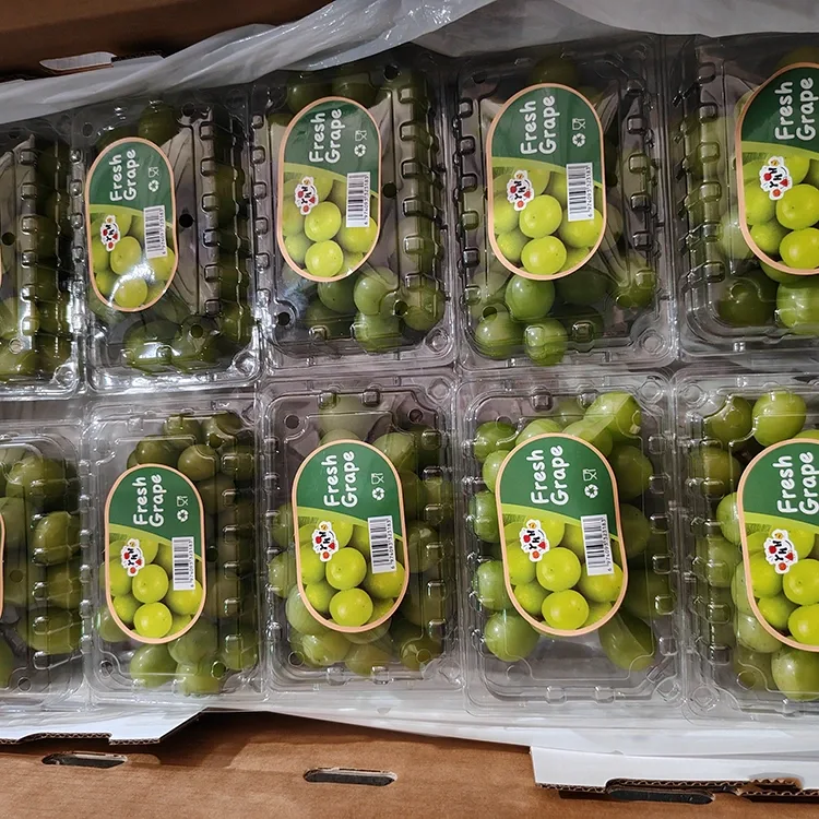 Anggur Muscat Kilau Segar Pilihan