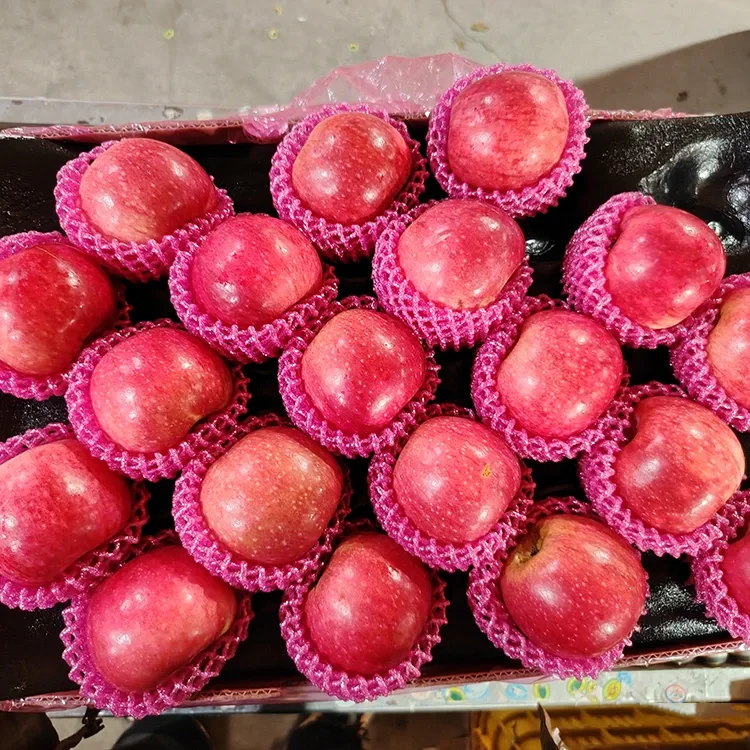 Apel Jiguan Segar Unggul
